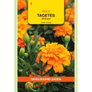 Oranjeband Tagetes, Afrikaan Petite Orange