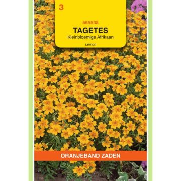 Oranjeband Tagetes, Afrikaan Lemon kleinbloemig, geel
