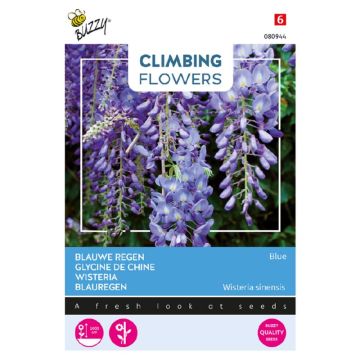 Buzzy Climbing Flowers Wisteria Blauwe regen