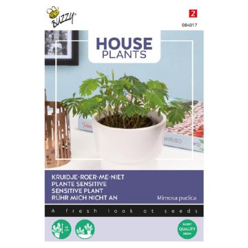 Buzzy House Plants Kruidje roer me niet, Mimosa pudica