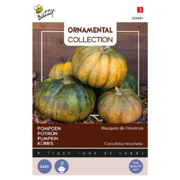 Buzzy Ornamental Pompoen Musque De Provence