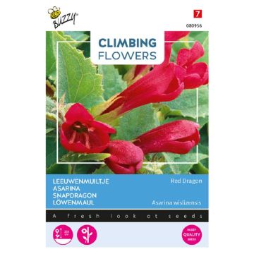 Buzzy® Climbing Flowers, Asarina, Leeuwenmuiltje Red Dragon