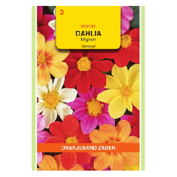 Oranjeband zaden Dahlia, Mignon gemengd