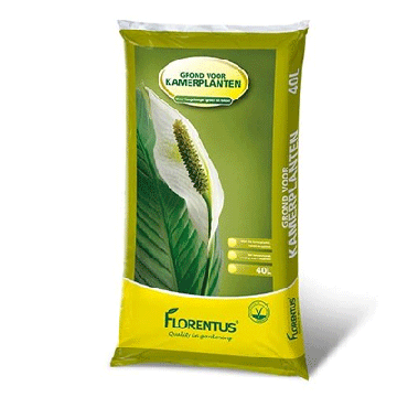 Florentus kamerplant potgrond