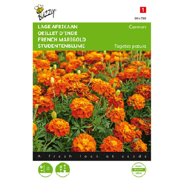 Buzzy® Tagetes, lage Afrikaan Carmen