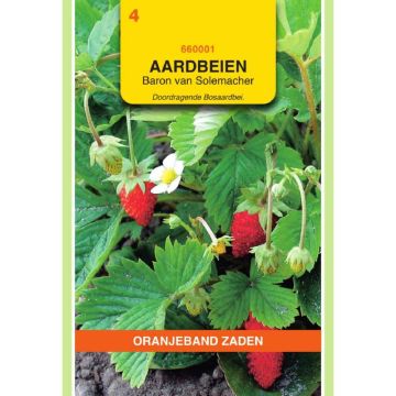 oranjeband-aardbeien-baron-von-solemacher