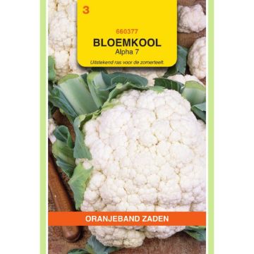 oranjeband-bloemkool-alpha-7