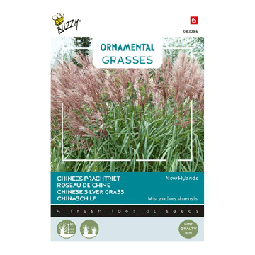 Buzzy® Ornamental Grasses Chinees prachtriet 'New Hybrids'