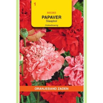 Oranjeband Papaver, Slaapbol dubbelbloemig gemengd