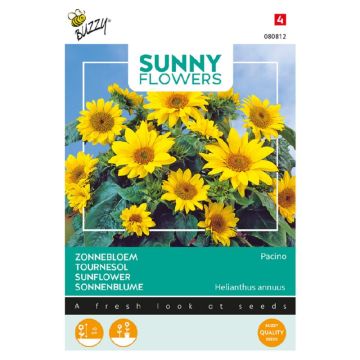 Buzzy® Sunny Flowers, Zonnebloem Pacino