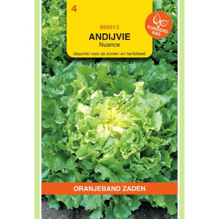 Oranjeband Andijvie Nuance