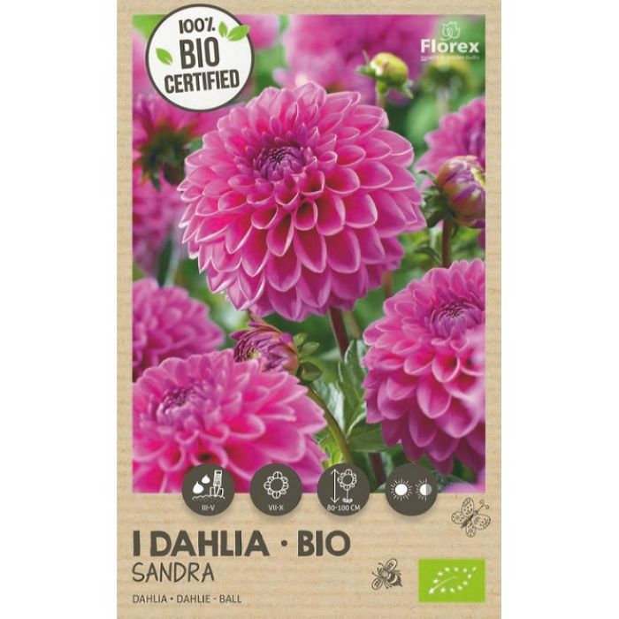 Florex Bio Dahlia Ball Sandra 1st.