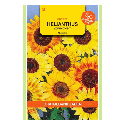 Oranjeband zaden Helianthus, Zonnebloem Musicbox gemengd