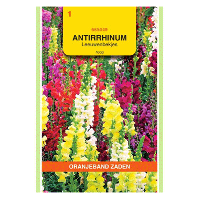 Oranjeband zaden Antirrhinum, Leeuwenbekje, hoog gemengd