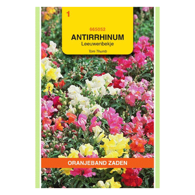 Oranjeband zaden Antirrhinum, Leeuwenbekje Tom Thum