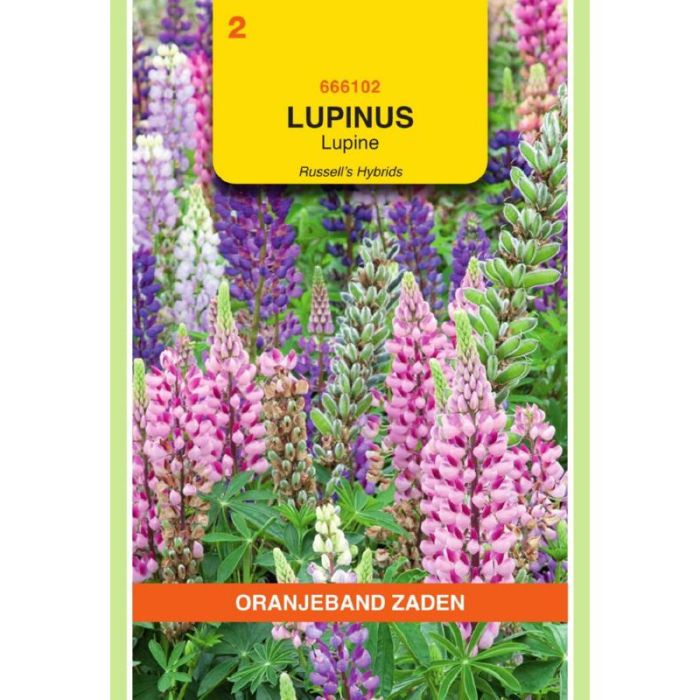 Oranjeband Lupinus Lupine Russell's gemengd