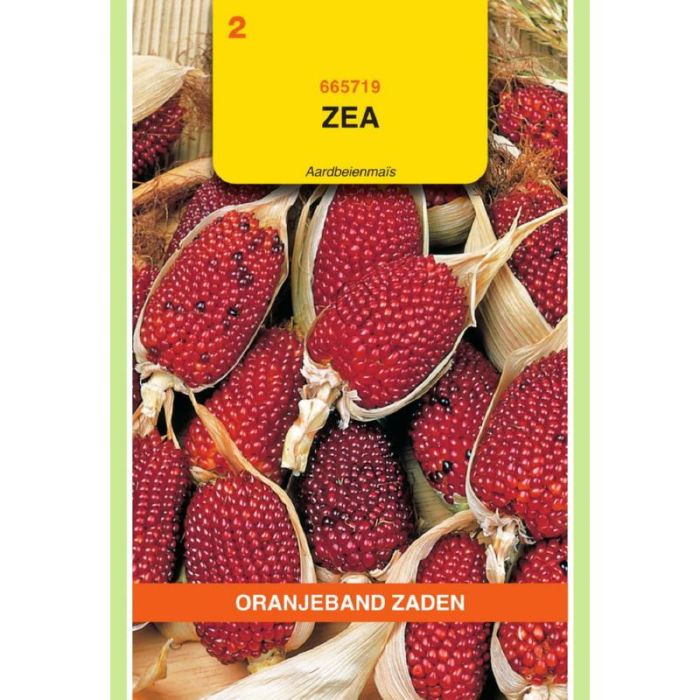 OBZ Zea, Aardbeienmais