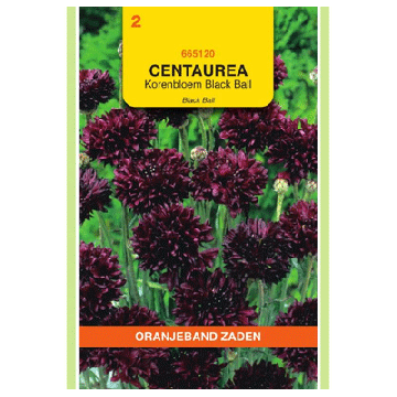 Oranjeband zaden Centaurea, Korenbloem Black Ball