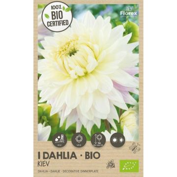 florex-bio-dahlia-kiev-xxl-1st.