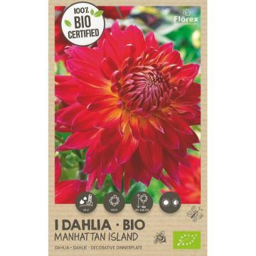 florex-bio-dahlia-manhattan-island-xxl-1st.