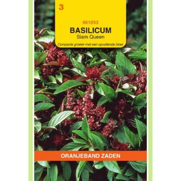 Oranjeband Basilicum Siam Queen