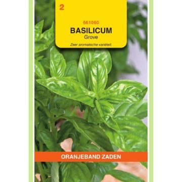 Oranjeband zaden Basilicum Grove