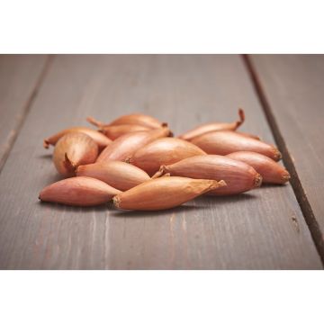 plantsjalot-longor-500g