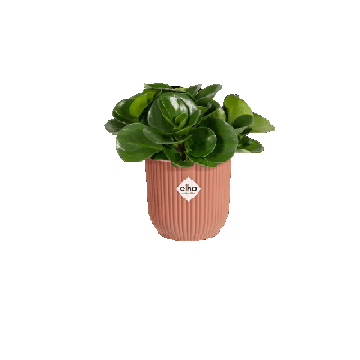 Elho Vibes Fold Rond Mini 7 Delicaat roze - Aanzicht Bloempot met plant