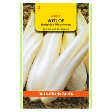 Oranjeband zaden Witlof Hollandse Middelvroeg