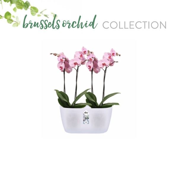 Elho Brussels Orchidee Duo