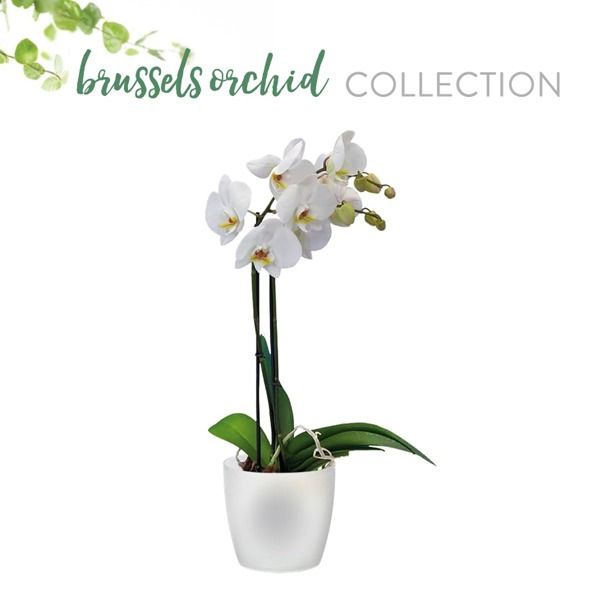 Elho brussels orchidee collectie transparant