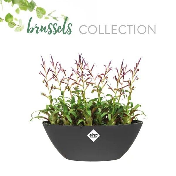 Elho Brussels bloempot ovaal 