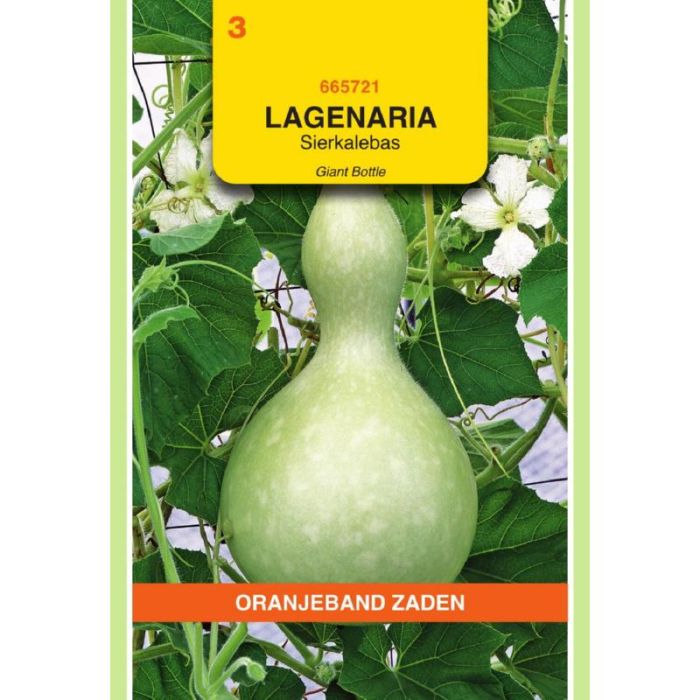 Oranjeband Lagenaria, Sierkalebas Giant Bottle