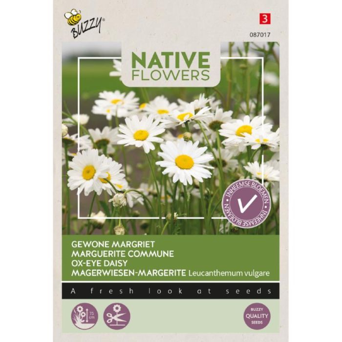 Buzzy® Native Flowers, Gewone Margriet