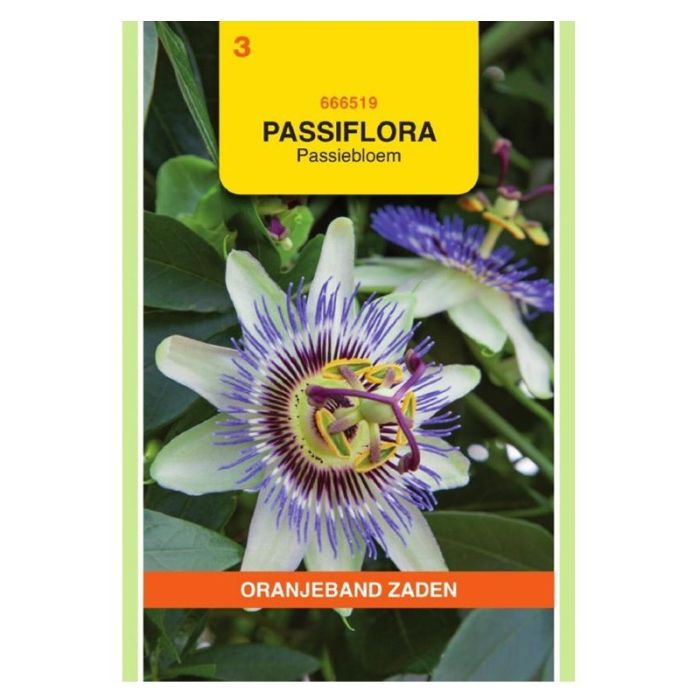 Oranjeband Passiflora Passiebloem