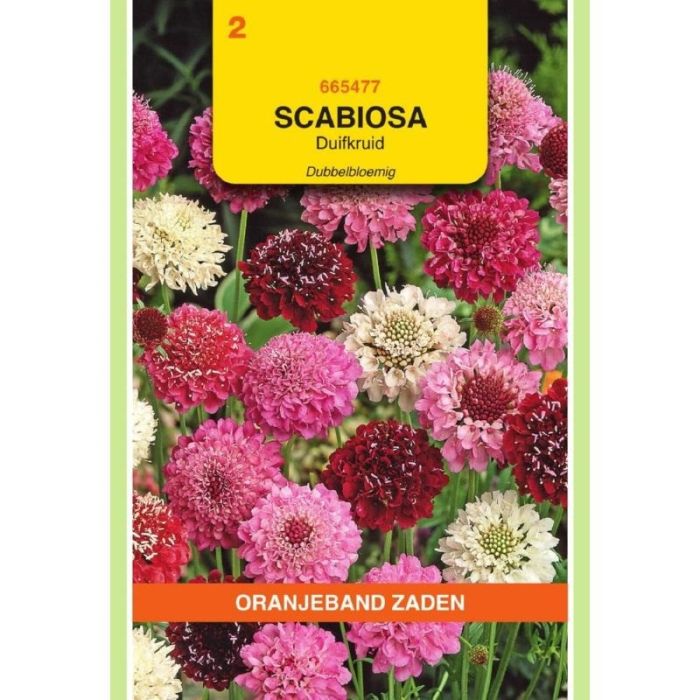 Oranjeband Scabiosa, Duifkruid dubbelbloemig