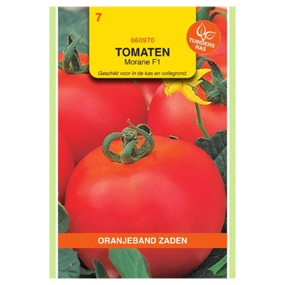 Oranjeband Tomaten Morane F1