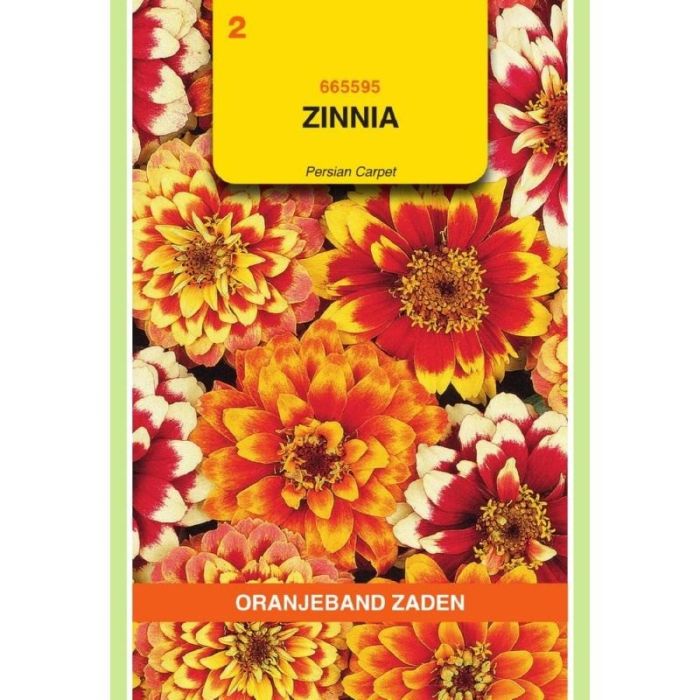 Oranjeband Zinnia Persian Carpet gemengd