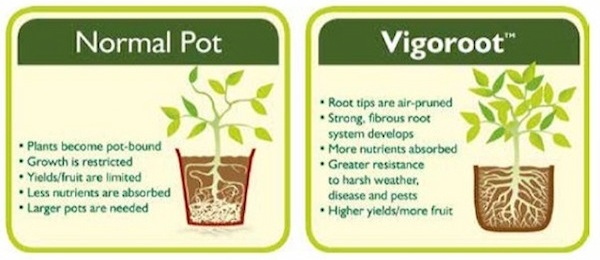 vigoroot of een normale pot