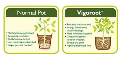 vigoroot of een normale pot
